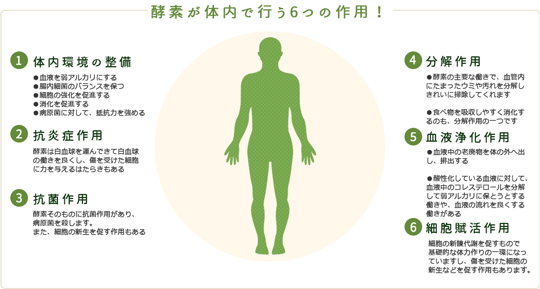 酵素が体内で行う６つの作用